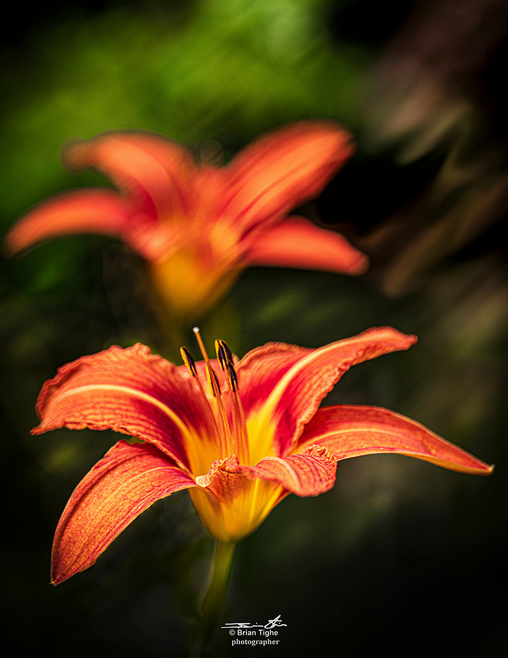 Tiger Lilys