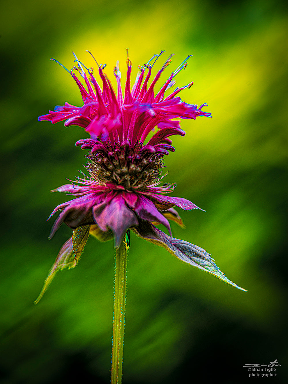 Flower and Bug