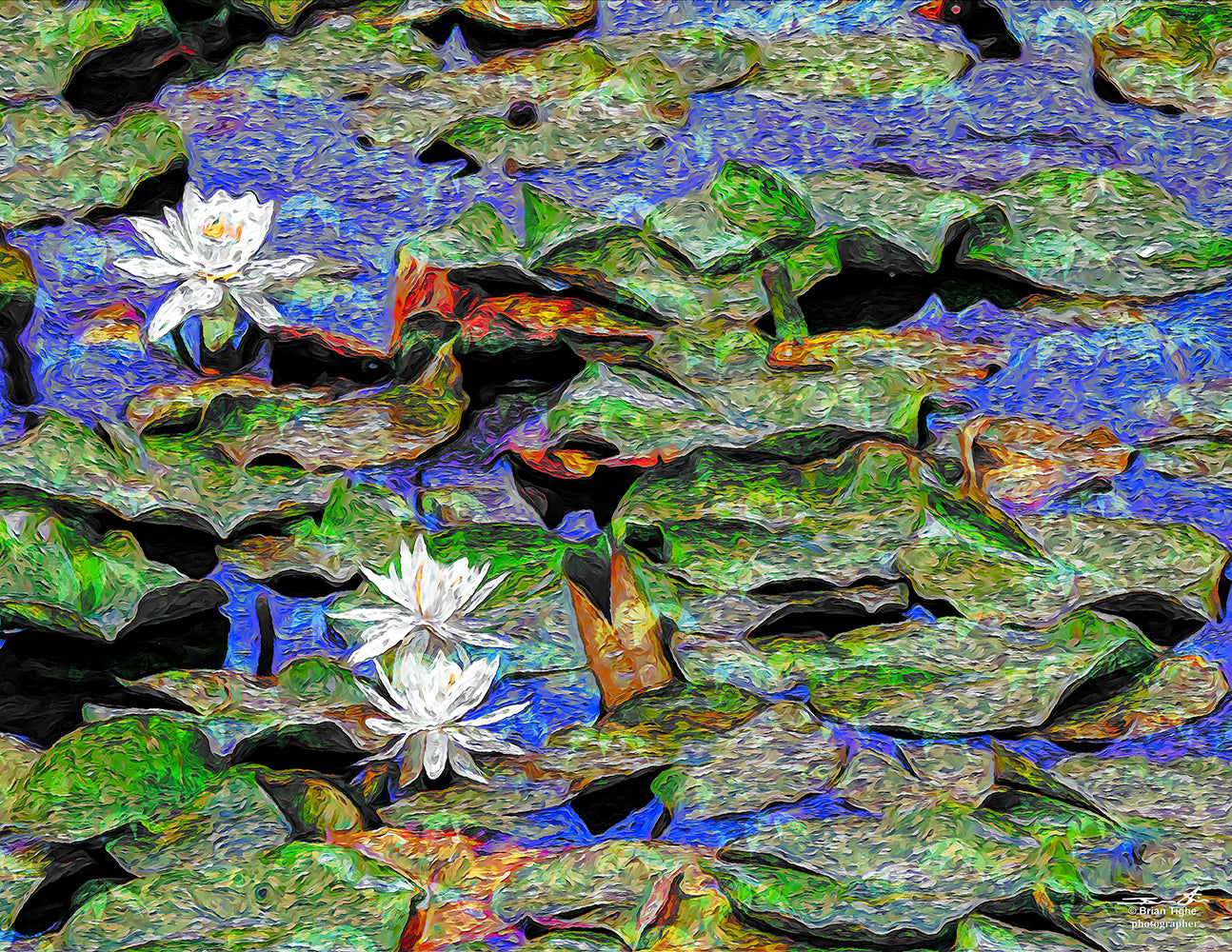 Lilly Pads in the Feeder